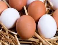 Все, что вам нужно знать о яйцах